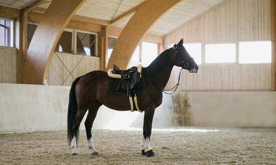 Vilken sadelgjord är rätt för din häst